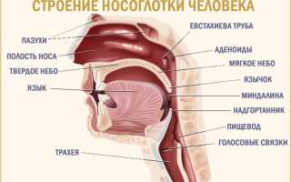Зарядка для устранения ронхопатии