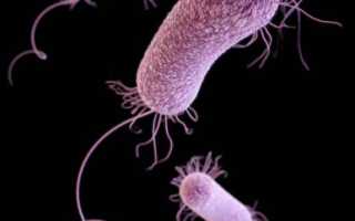 Pseudomonas aeruginosa (синегнойная палочка)