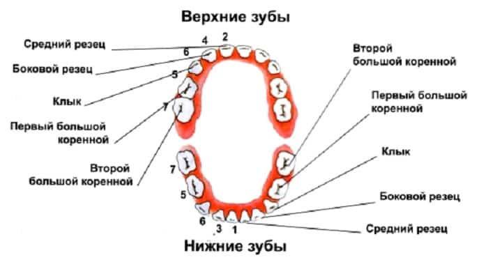 Верхние и нижние зубы Верхние и нижние зубы