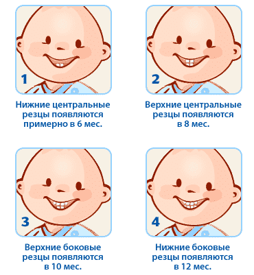 Когда появляются зубки Когда появляются зубки