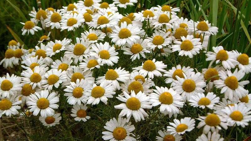 Лекарственные растения от воспаления десен