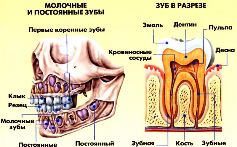 анатомия зубов верхней и нижней челюсти