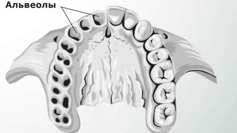 где находятся альвеолы во рту фото