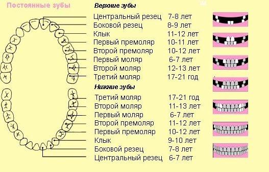 прорезывание глазных зубов у детей симптомы