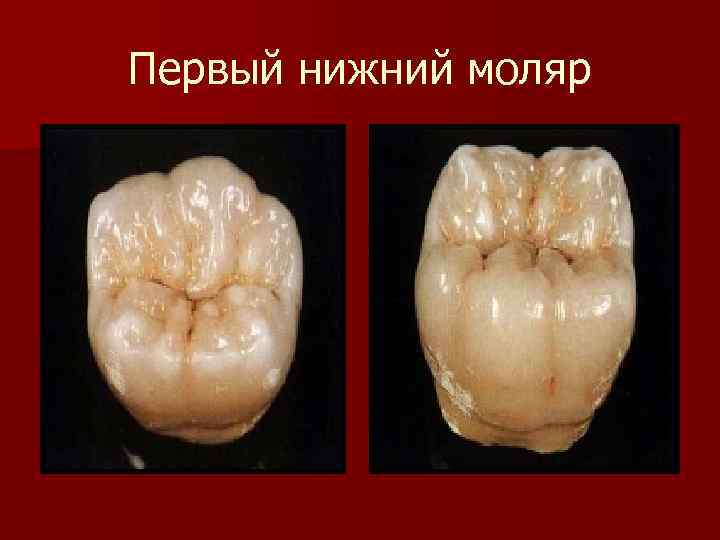 Моляры и премоляры: что это за зубы