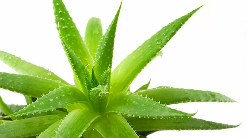 Как лечить кровоточивость десен