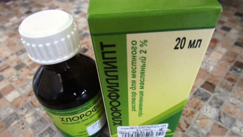 хлорофиллипт при стоматите у детей отзывы