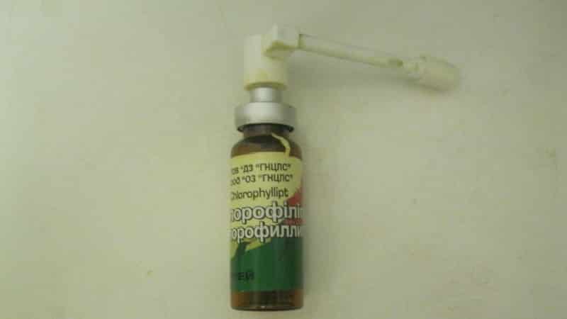 хлорофиллипт от стоматита у ребенка
