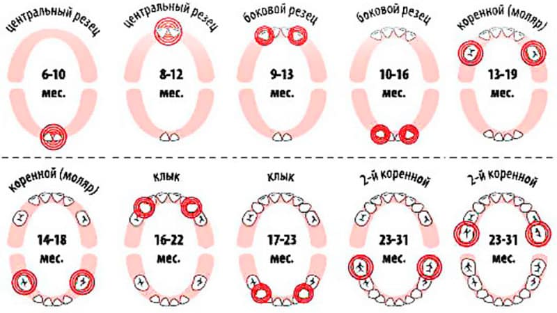 Время прорезывания зубов у младенцев
