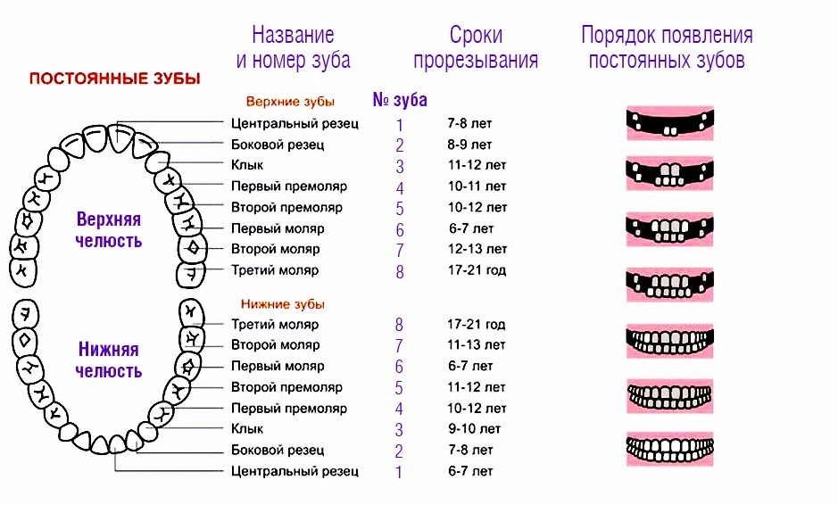 Сколько зубов у взрослого человека