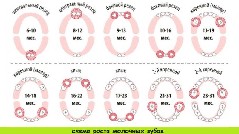 прорезывание коренных зубов у детей