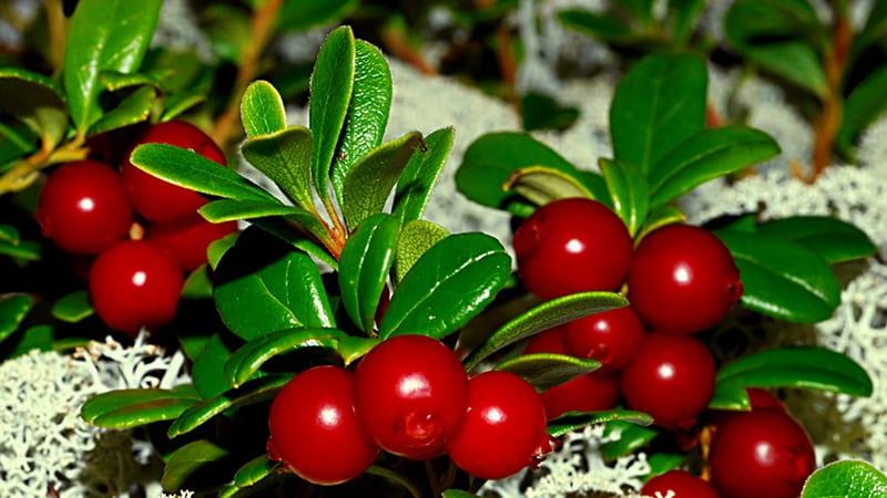 Рецепты от воспаления десны