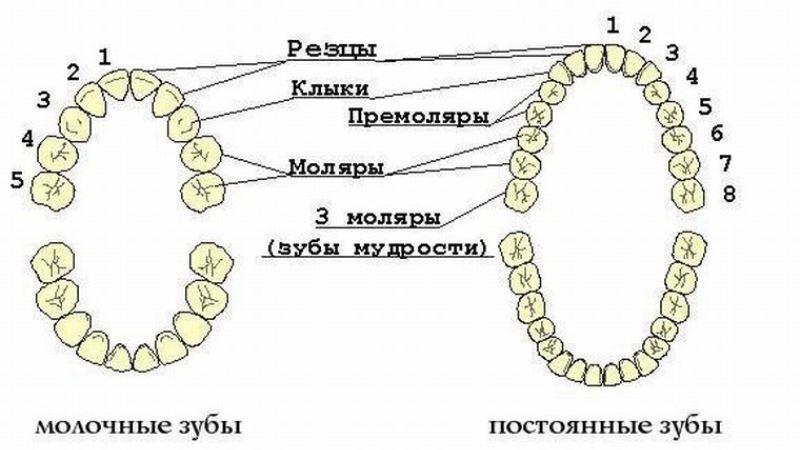 название зубов у человека