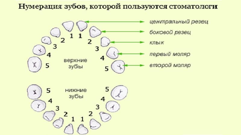 название зубов у ребенка фото
