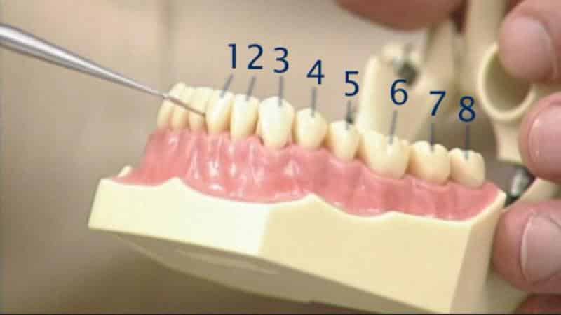 расположение зубов у человека по номерам