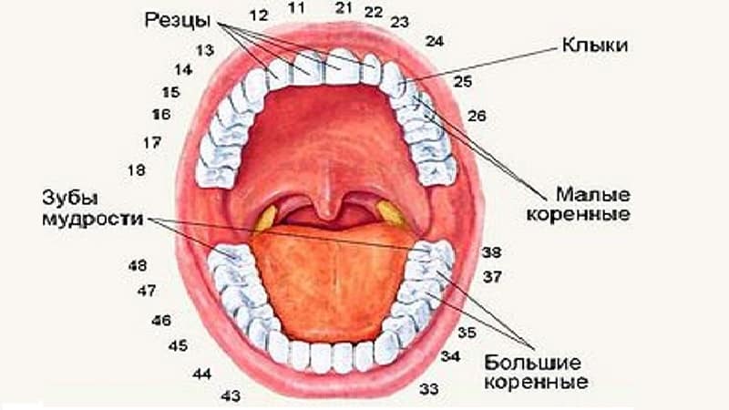 зубы человека по номерам