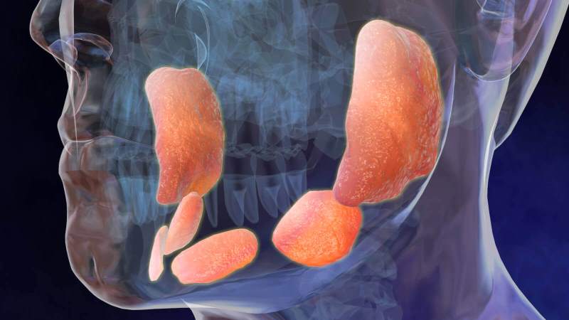 околоушная слюнная железа