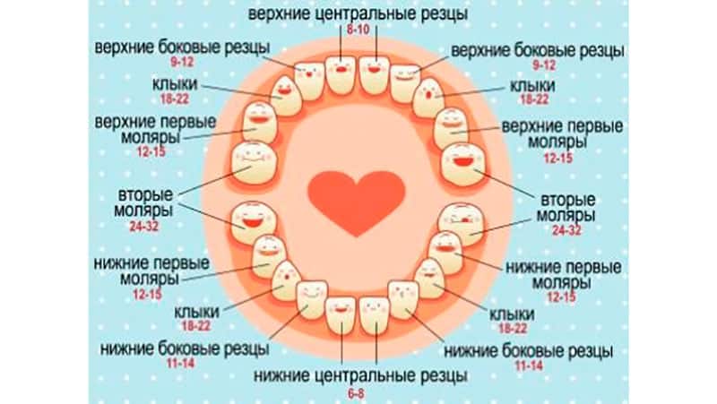 Появление первых зубов у малышей