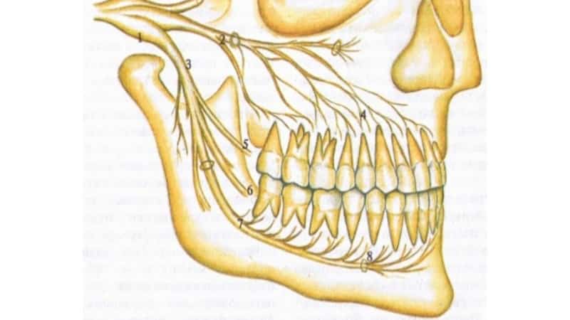 почему болят все зубы сразу одновременно