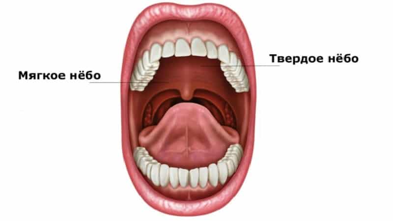 почему чешется небо во рту причины