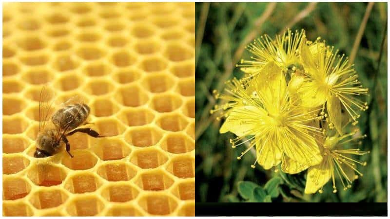 настойка прополиса при зубной боли