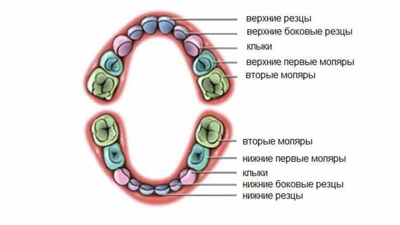 Фото прорезывания зубов у детей