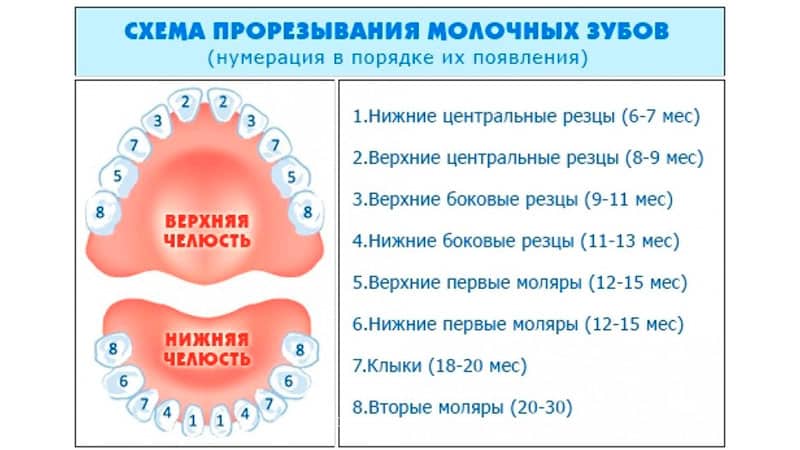 прорезывание зубов у младенца