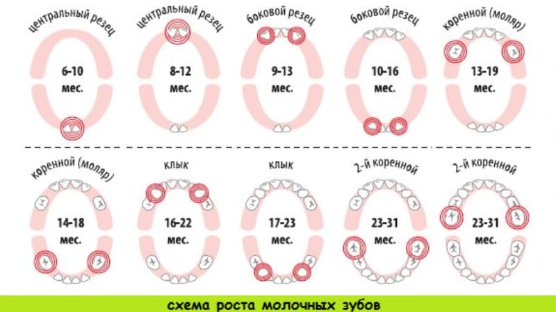смена молочных зубов на постоянные у детей
