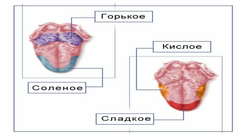 строение языка человека в картинках