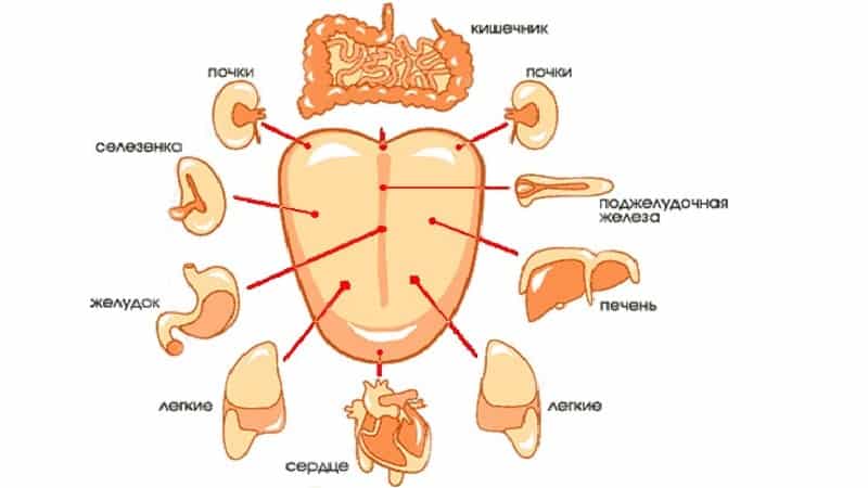строение языка человека схема