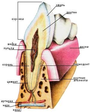 Строение зуба Строение зуба