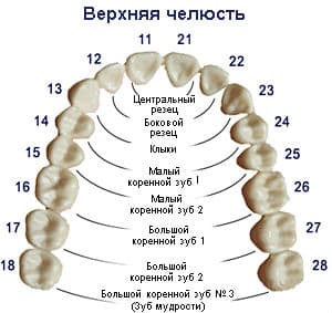 коренной зуб фото