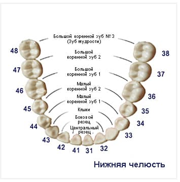 строение челюсти человека коренные зубы у взрослых