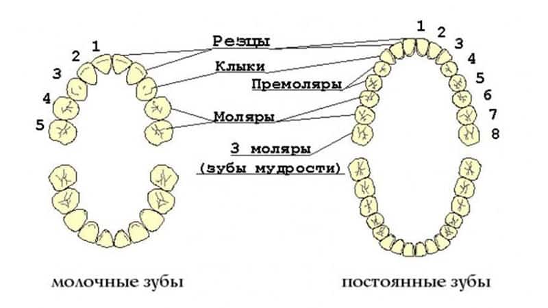 До какого возраста меняются зубы у детей